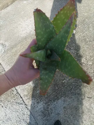 Aloe Vera Maculata Piante