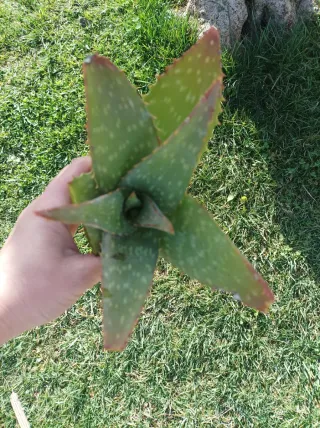 Aloe Vera Maculata Piante