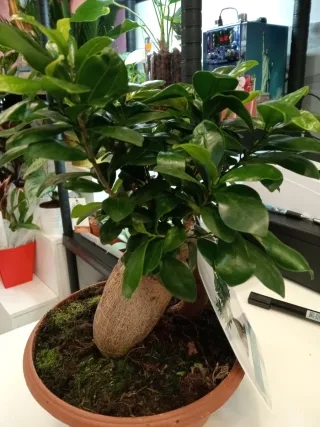 Ficus Microcarpa Ginseng Bonsái