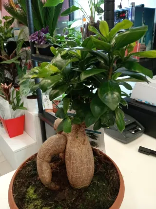 Ficus Microcarpa Ginseng Bonsái