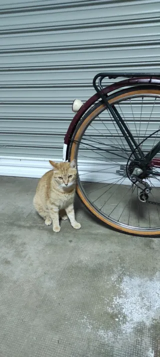 Bicicleta BH Paseo Vintage - bonita y funcional
