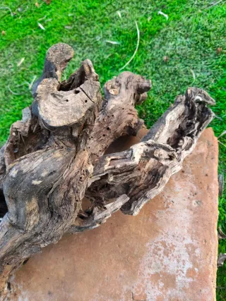 Tronco hueco natural para terrario