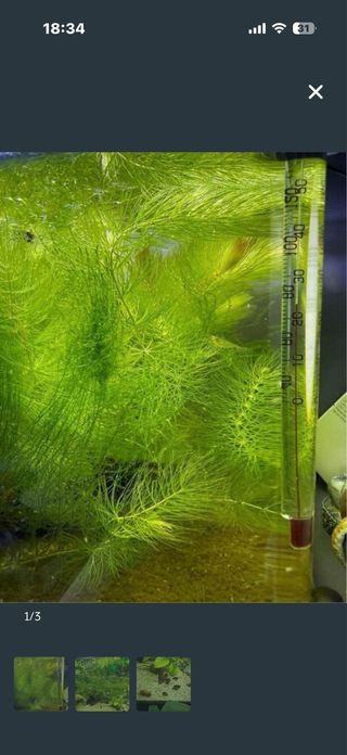 Cola de zorro planta acuática