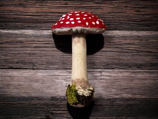 Set 4 Figuras Setas Realistas Amanita Muscaria