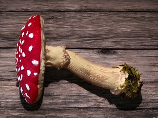 Set 4 Figuras Setas Realistas Amanita Muscaria