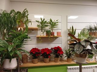 Local comercial en alquiler en Centro en Valladolid