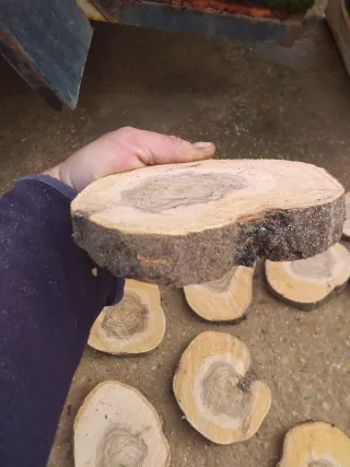 30 Rodajas de olivo para manualidades