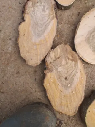 30 Rodajas de olivo para manualidades