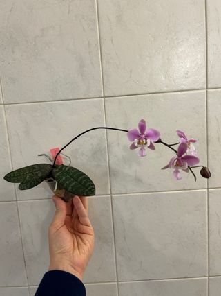 Phalenopsis Schilleriana Orchidea in fiore