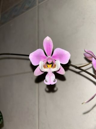 Phalenopsis Schilleriana Orchidea in fiore