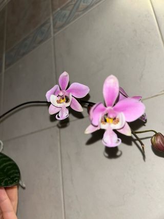 Phalenopsis Schilleriana Orchidea in fiore