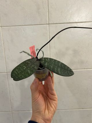 Phalenopsis Schilleriana Orchidea in fiore