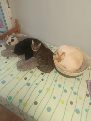 Bañera Bebé Plegable Azul y Blanca