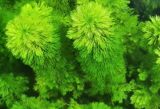 Planta de acuario Ambulia