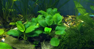 Planta Anubia para acuario