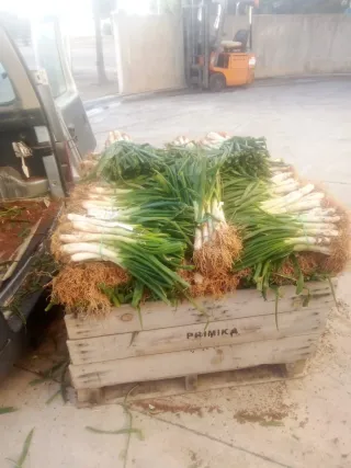 Calçots frescos de temporada