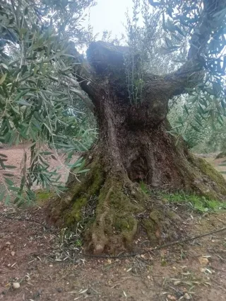 Olivo histórico vivo – Ideal para jardín exclusivo