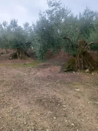 Olivo histórico vivo – Ideal para jardín exclusivo