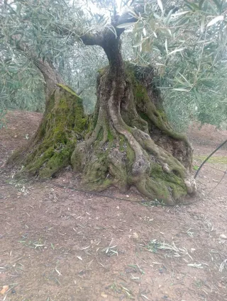 Olivo histórico vivo – Ideal para jardín exclusivo