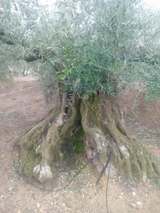 Olivo histórico vivo – Ideal para jardín exclusivo
