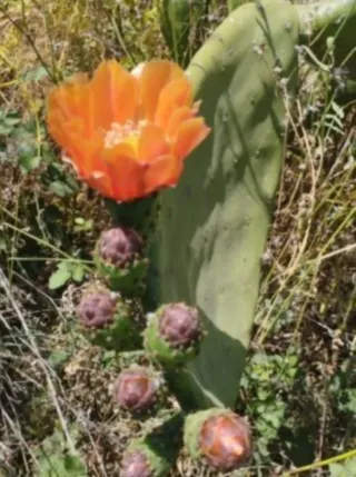 Conjunto 5 monedas 25 céntimos España
