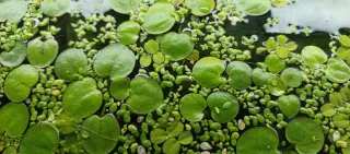 Limnobium llentia d'aiga gegant