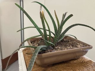 Macetas de terracota para bonsái (varios tamaños)