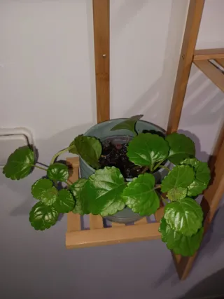 Esquejes Planta del dinero en maceta Cerámica