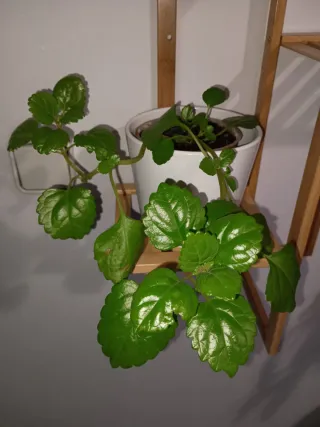 Esquejes Planta del dinero en maceta Cerámica