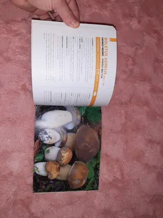 Setas del País Vasco