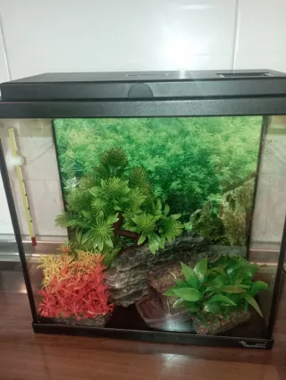 Pecera de cristal con decoración