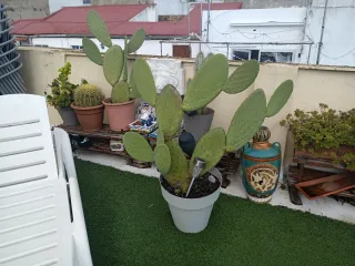 Tumbona sillas césped baúl mesa luces