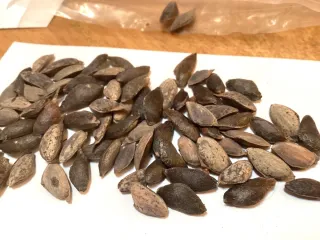 Lote semillas PC var FENIX VERD