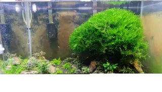 Plantas para acuario