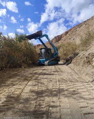 Se realizan trabajos de recolección de olivas