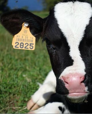 Cámara Sony RX100 III + Funda Piel Negra