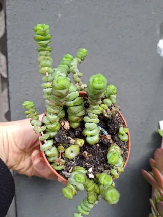 Crassula planta suculenta