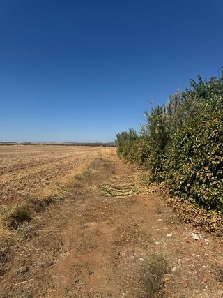 Terreno regadío en chaparrillo