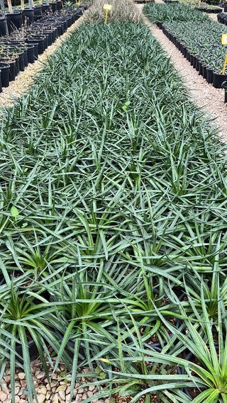 Mangave Bad Hair Day