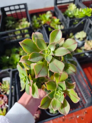 Aeonium leucoblepharum