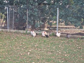 Casa rural en venta en Centro en Inca