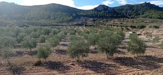 Terreno en venta en Jumilla