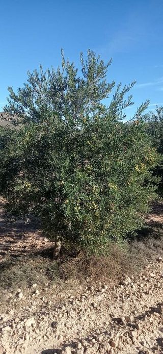 Terreno en venta en Jumilla