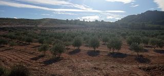 Terreno en venta en Jumilla