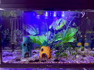 Acuario completo con filtros y calentador