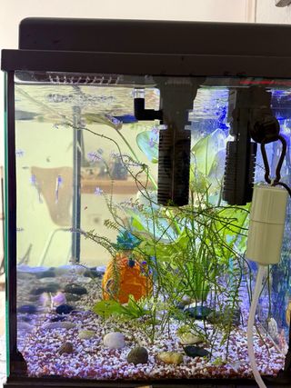 Acuario completo con filtros y calentador