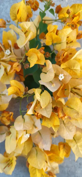 Pendientes con hoja natural dorados