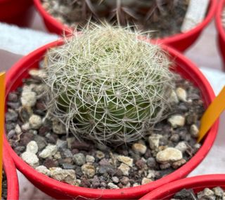Discocactus araneispinus