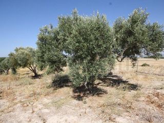 Terreno en venta en Norte en Jerez de la Frontera