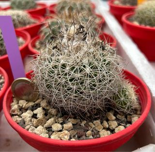 Discocactus boomeanus